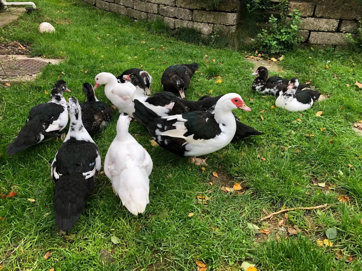 Muscovy ducklings for sale - Image 4