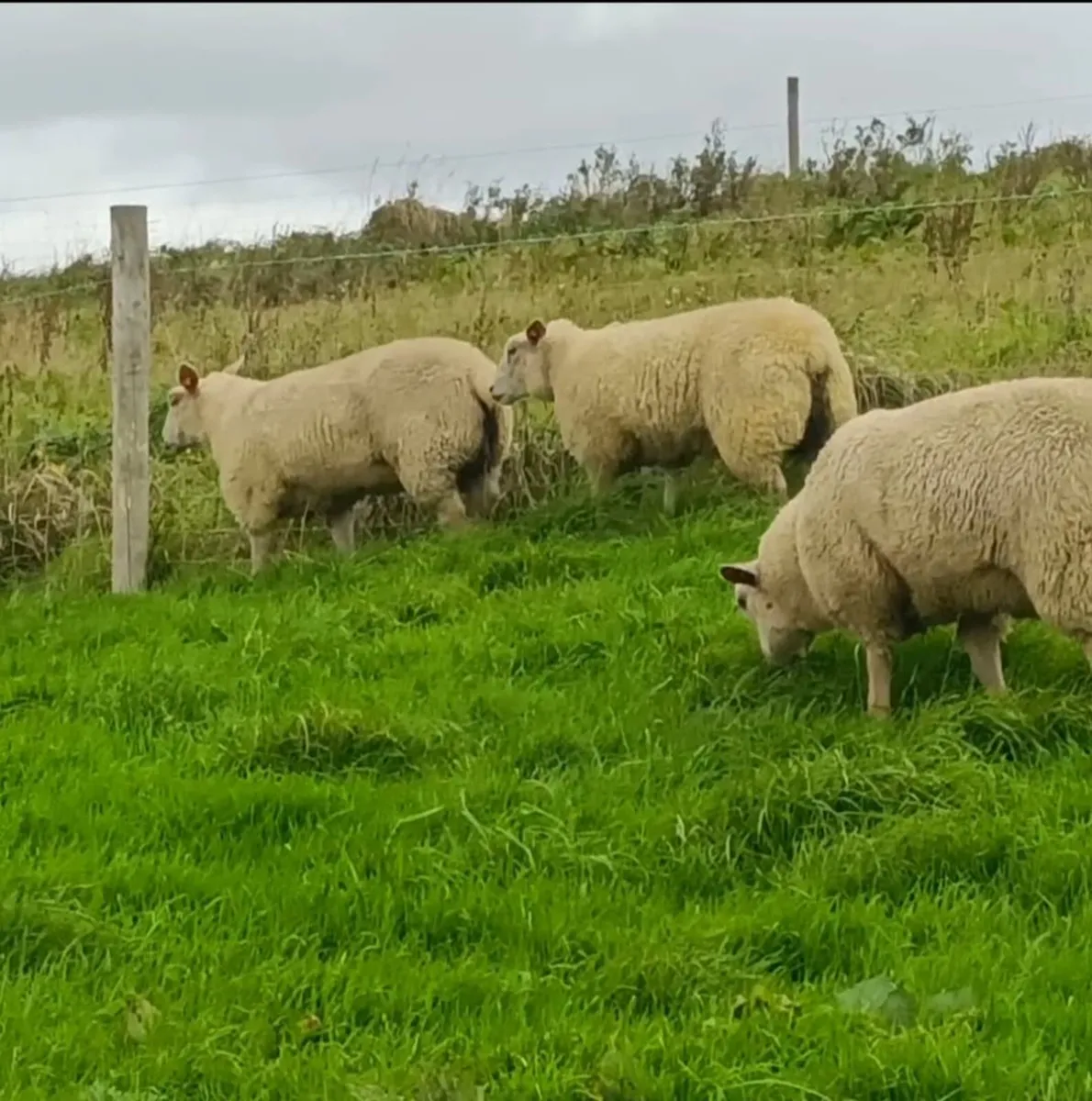 Sheep - Image 2