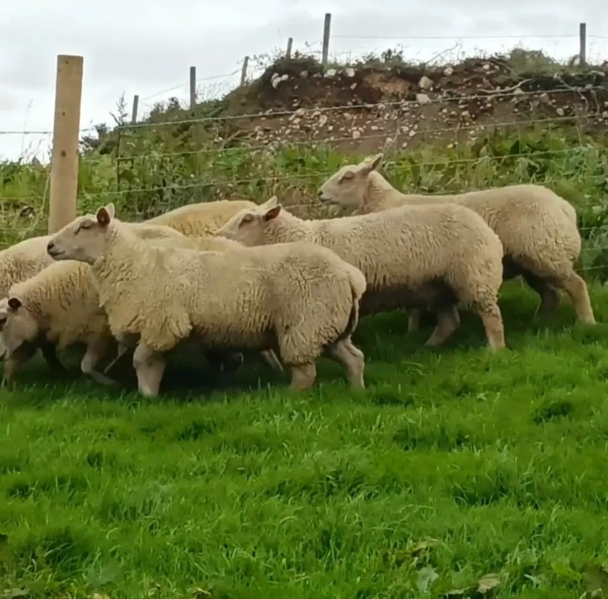 Sheep - Image 3