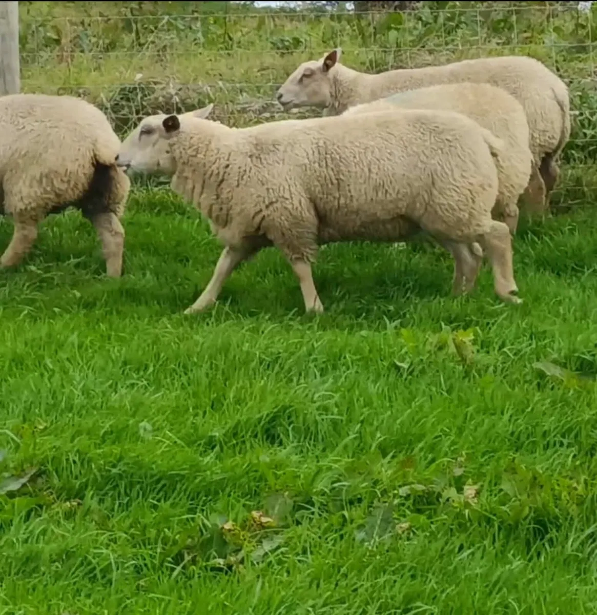 Sheep - Image 4