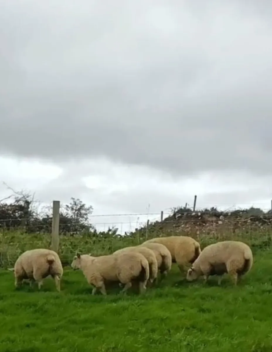 Sheep - Image 1