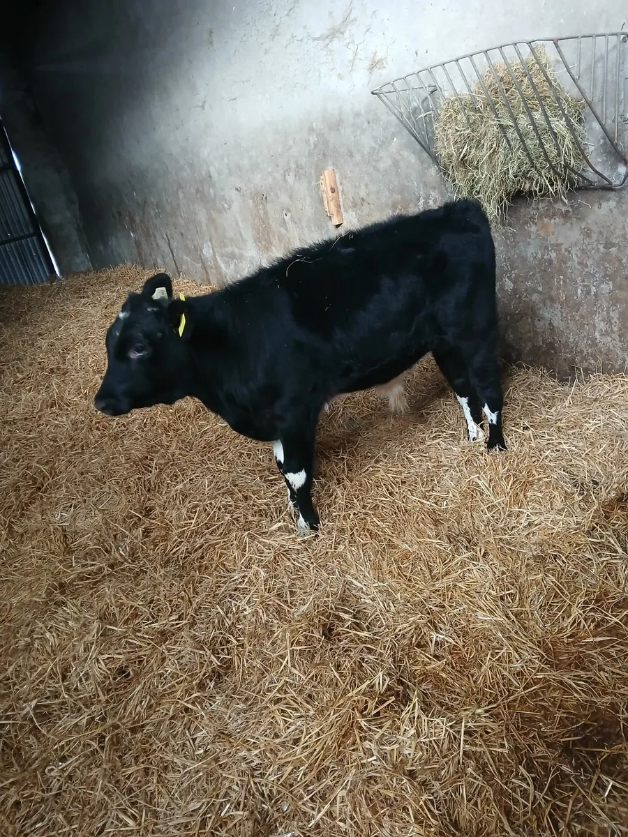 Calf - Image 1