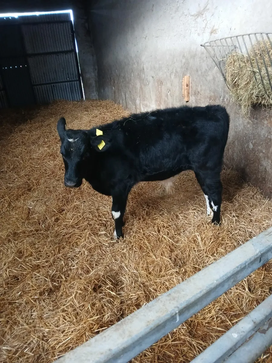 Calf - Image 2
