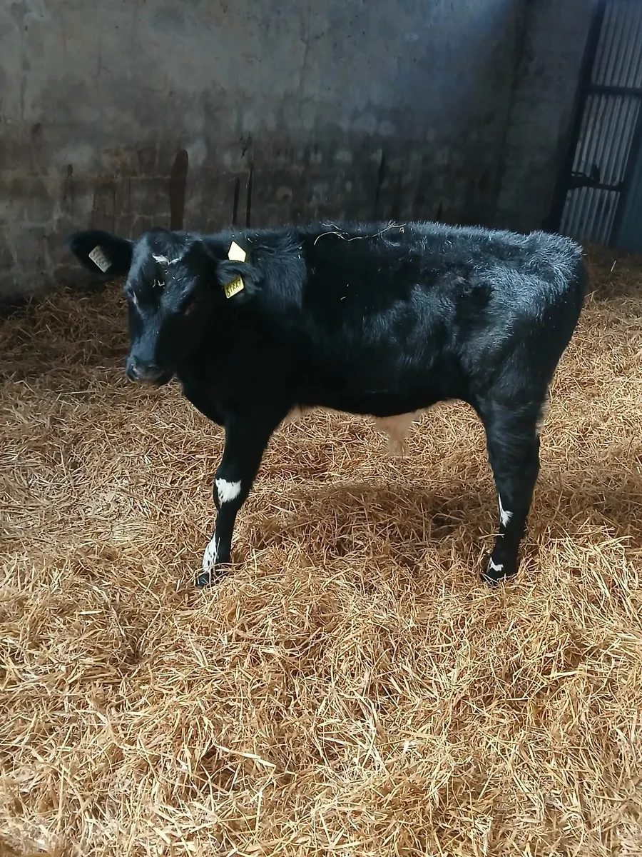 Calf - Image 3