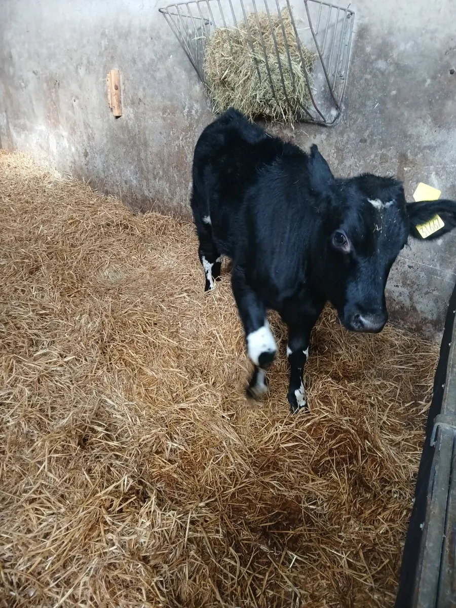 Calf - Image 4