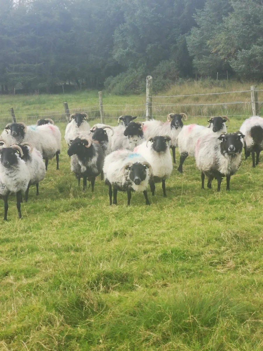 Mayo Blackface Mountain Ewes - Image 3