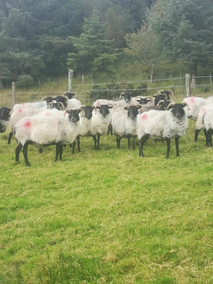 Mayo Blackface Mountain Ewes - Image 2