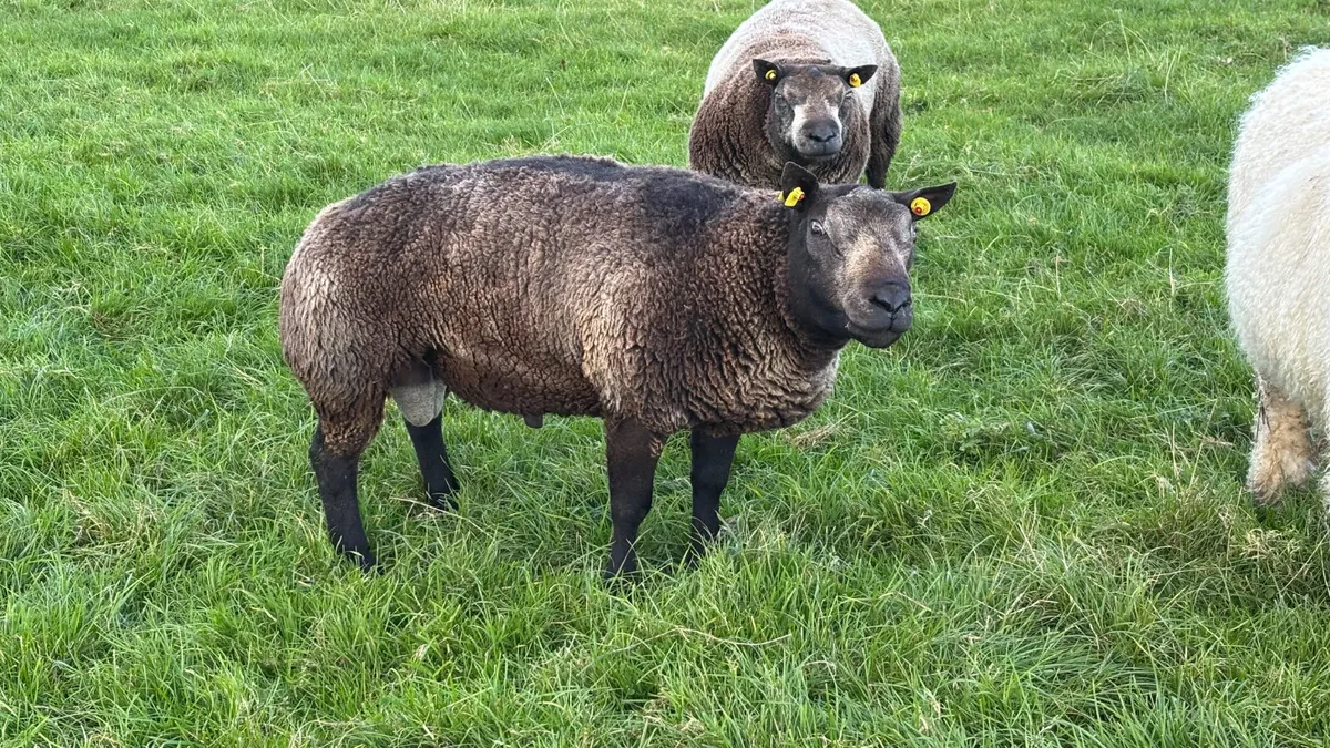 2 Blue Texel Ram Hoggets - Image 4