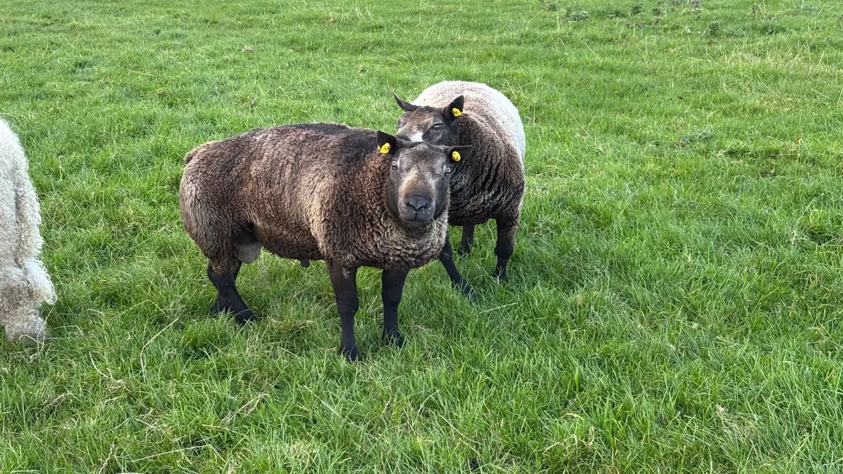 2 Blue Texel Ram Hoggets - Image 3