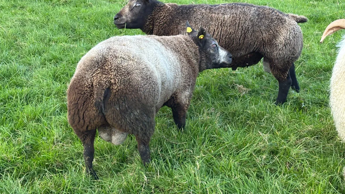 2 Blue Texel Ram Hoggets - Image 1