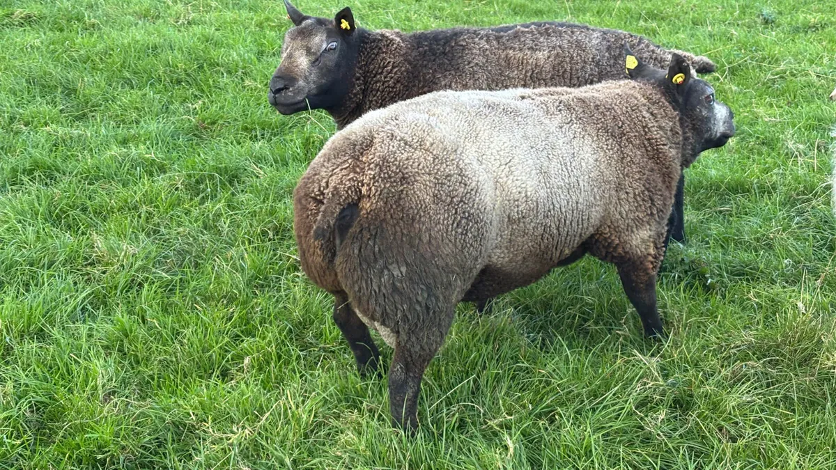 2 Blue Texel Ram Hoggets - Image 2
