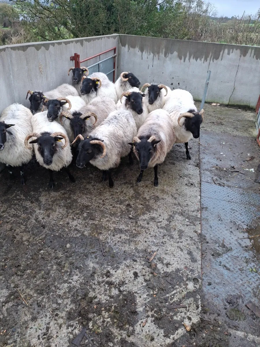 Aged ewes - Image 2