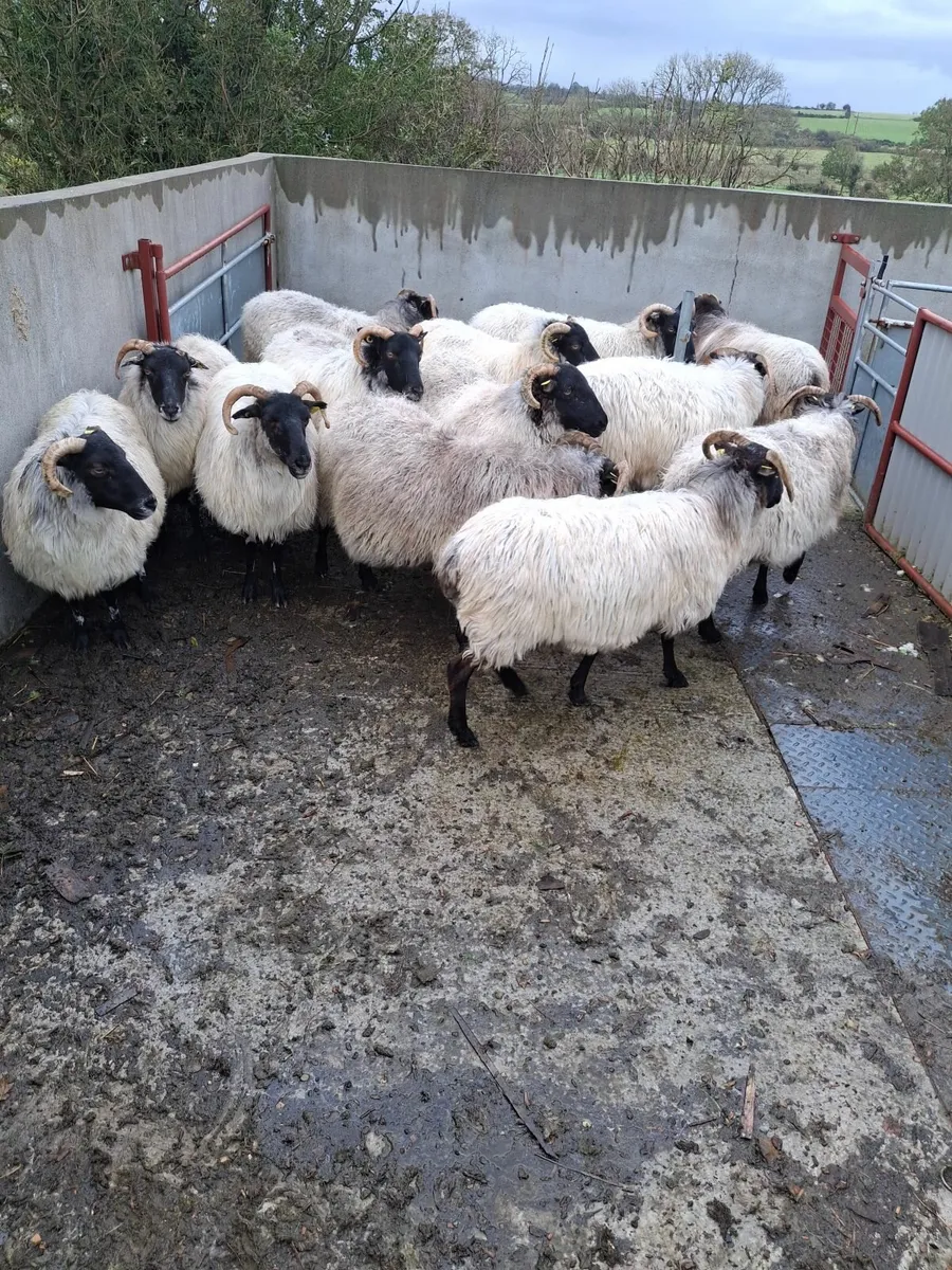Aged ewes - Image 1