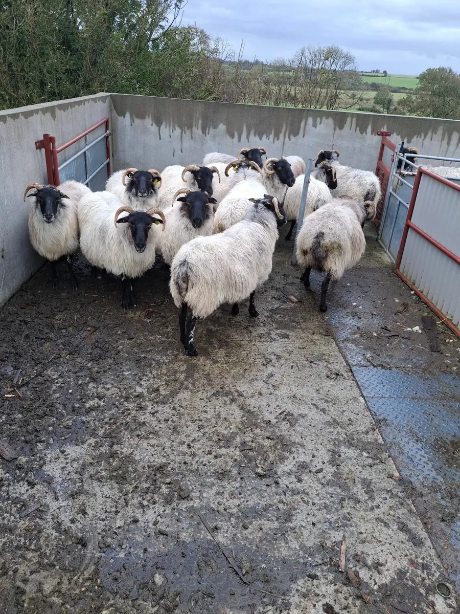 Aged ewes - Image 3