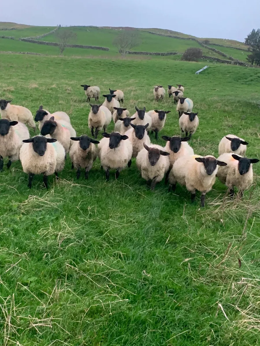 Mule and Suffolk ewe lambs - Image 2