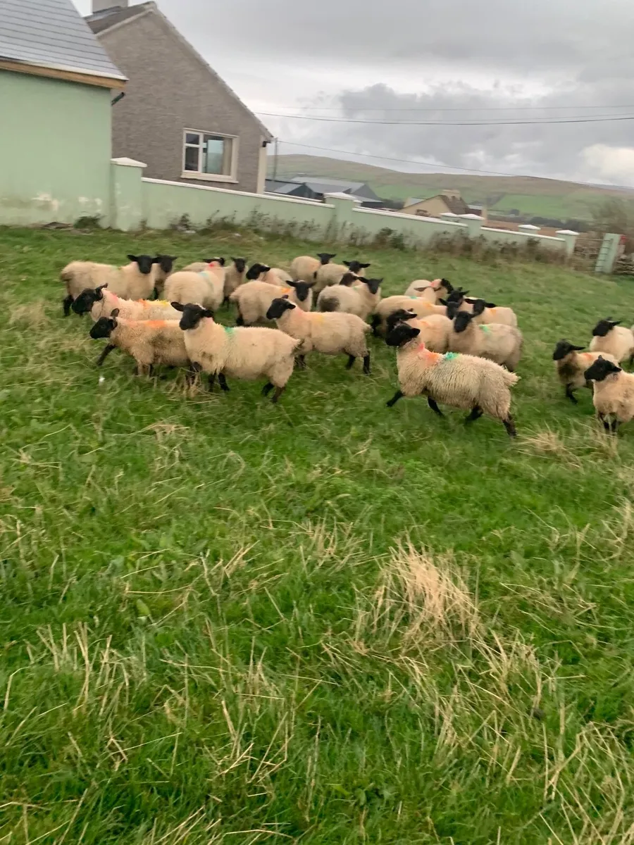 Mule and Suffolk ewe lambs - Image 3