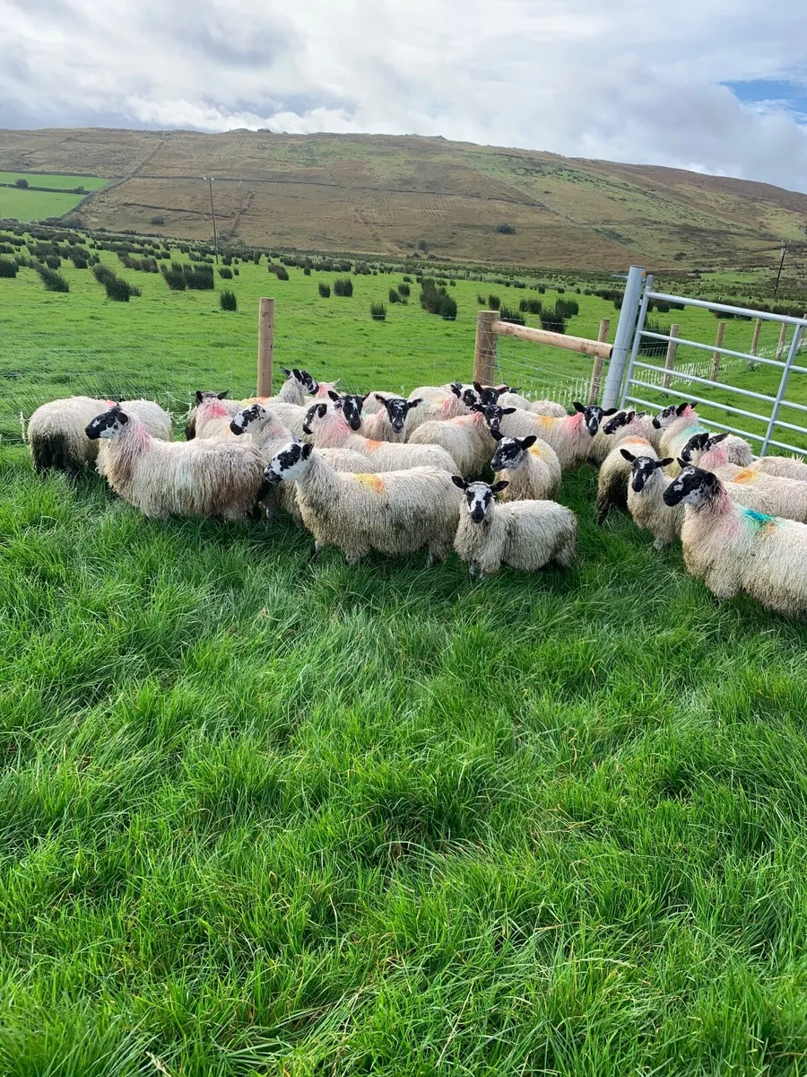 Mule and Suffolk ewe lambs - Image 1