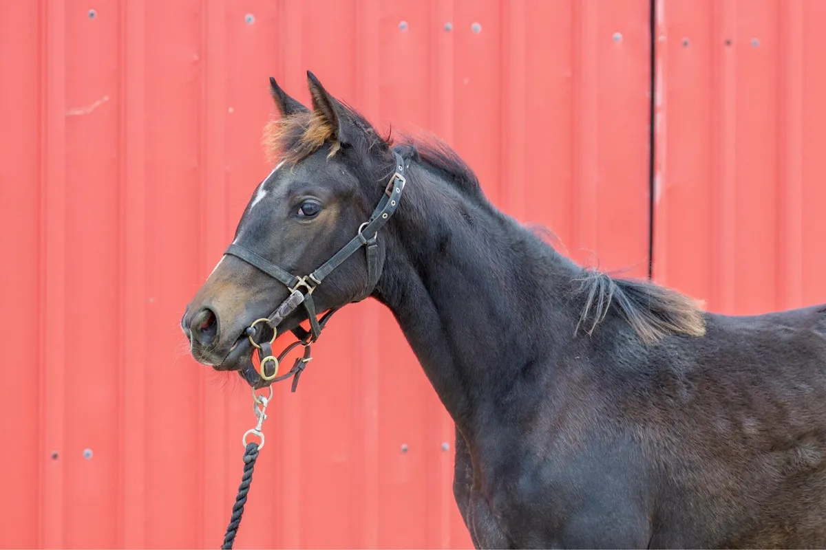 Order of st George filly foal - Image 1