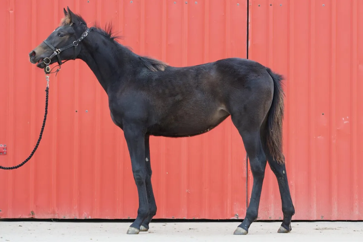 Order of st George filly foal - Image 2