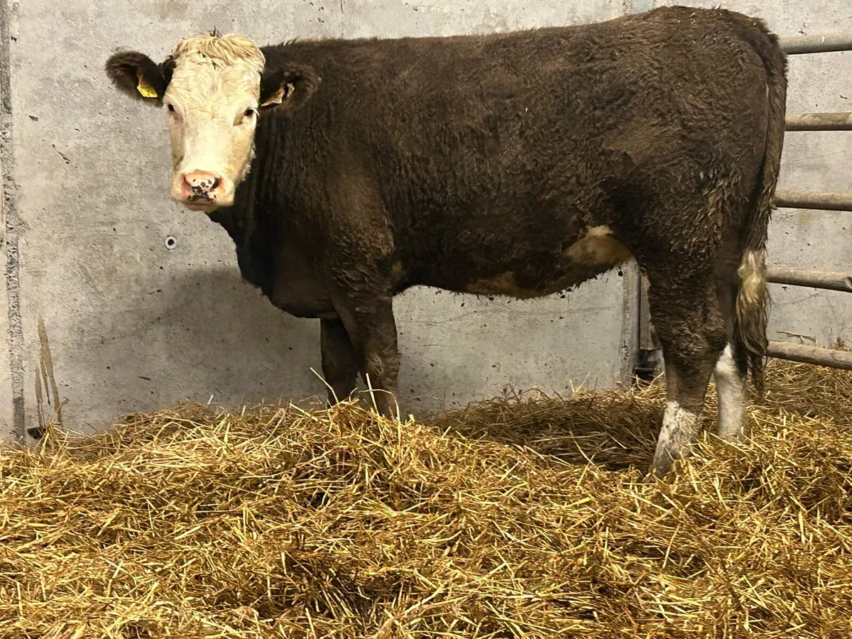 5 stsr genotyped incalf heifer - Image 2