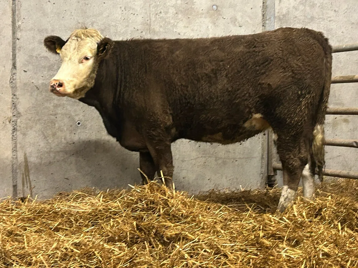 5 stsr genotyped incalf heifer - Image 3