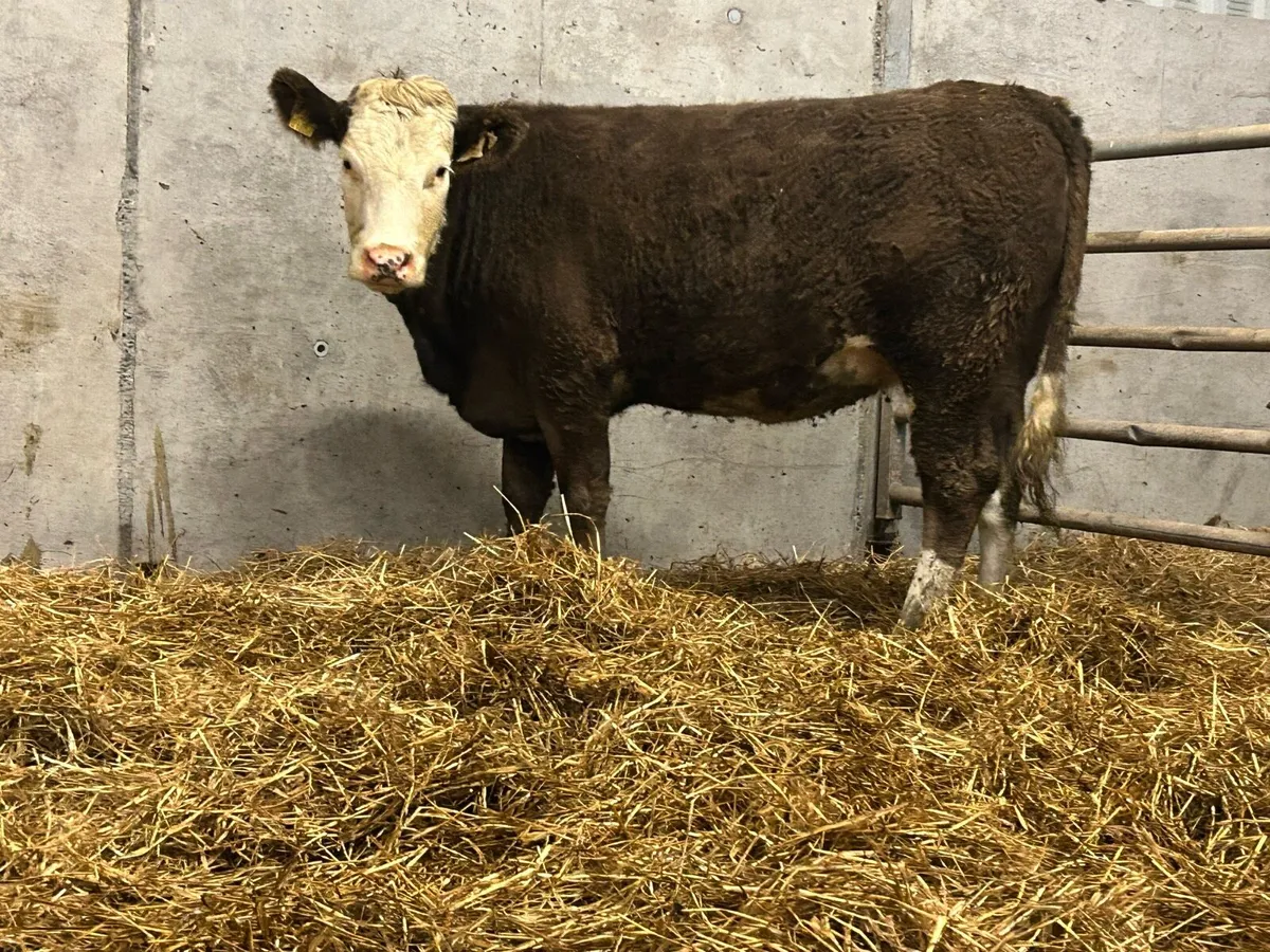 5 stsr genotyped incalf heifer - Image 4