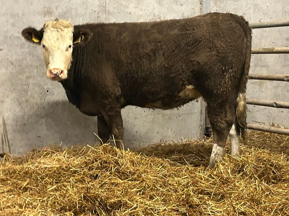 5 stsr genotyped incalf heifer - Image 1