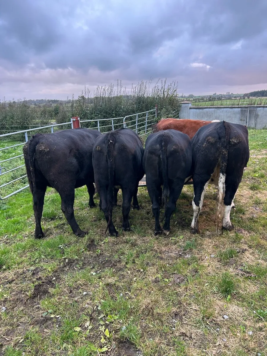 5 Heifers - Tuam Mart Mon 6th - Image 1