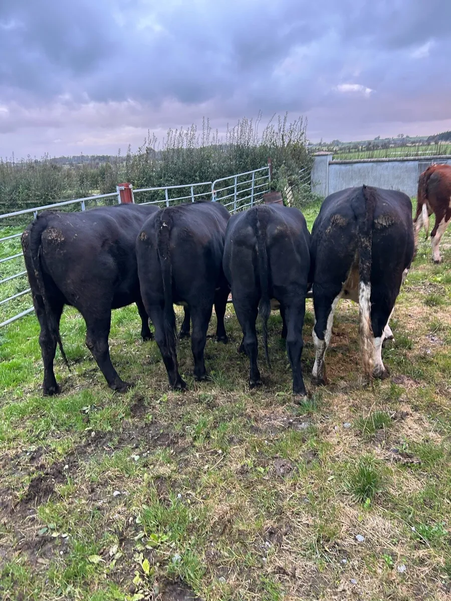 5 Heifers - Tuam Mart Mon 6th - Image 2
