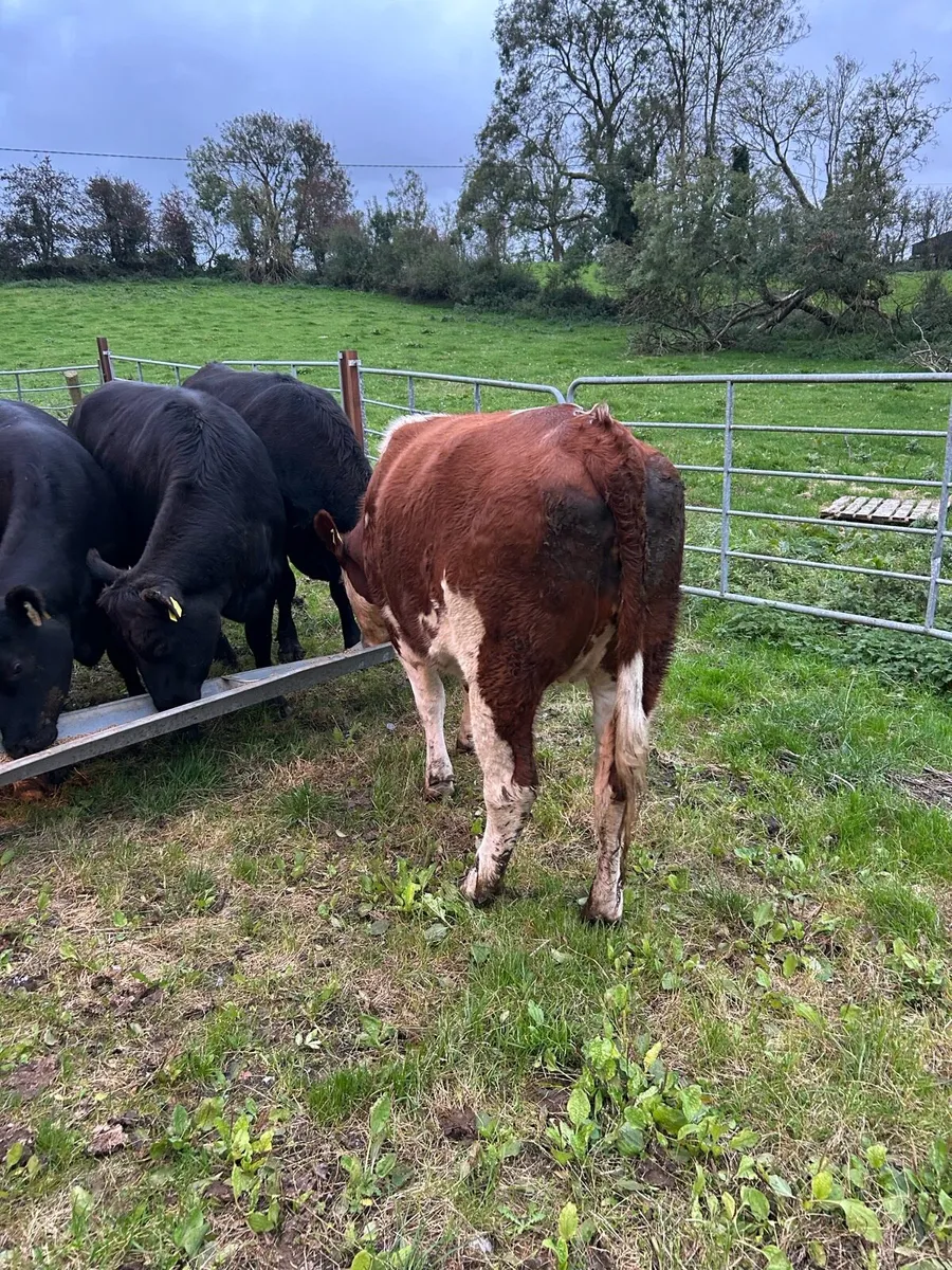 5 Heifers - Tuam Mart Mon 6th - Image 3