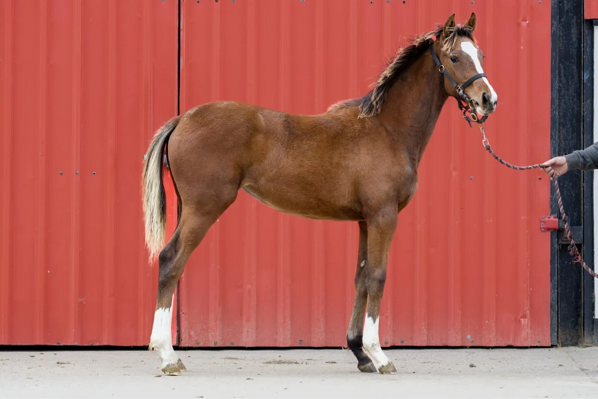 Vadamos filly foal