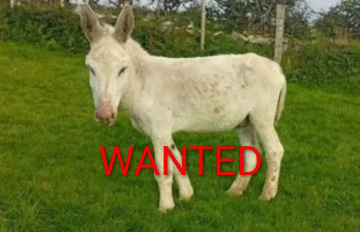 Donkey.  .  .  WANTED - Image 1