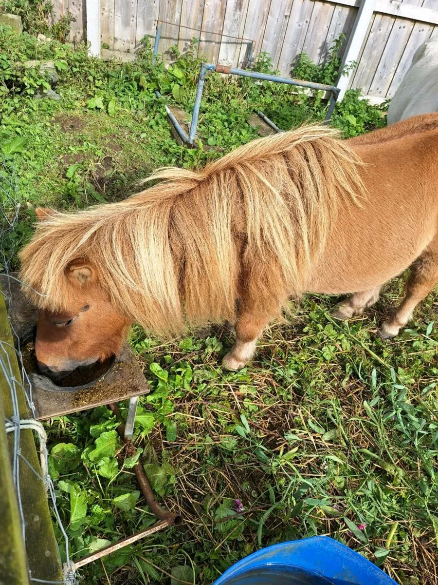 Donkey.  .  .  WANTED - Image 2