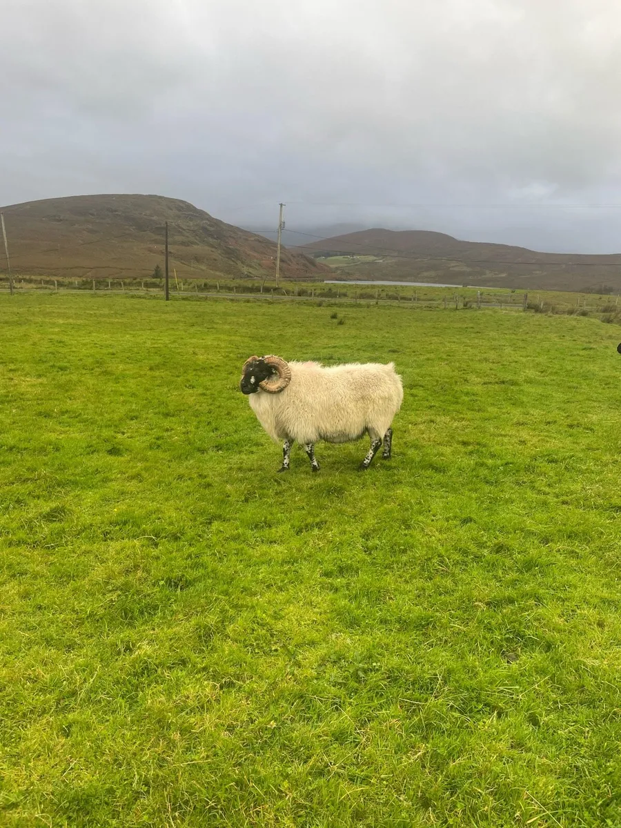 Bright face mountain ram - Image 1
