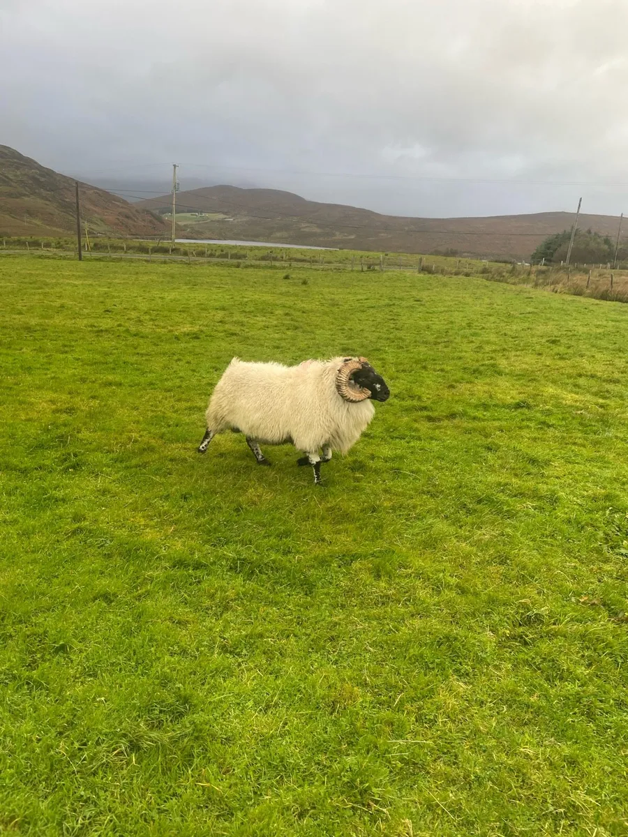 Bright face mountain ram - Image 2