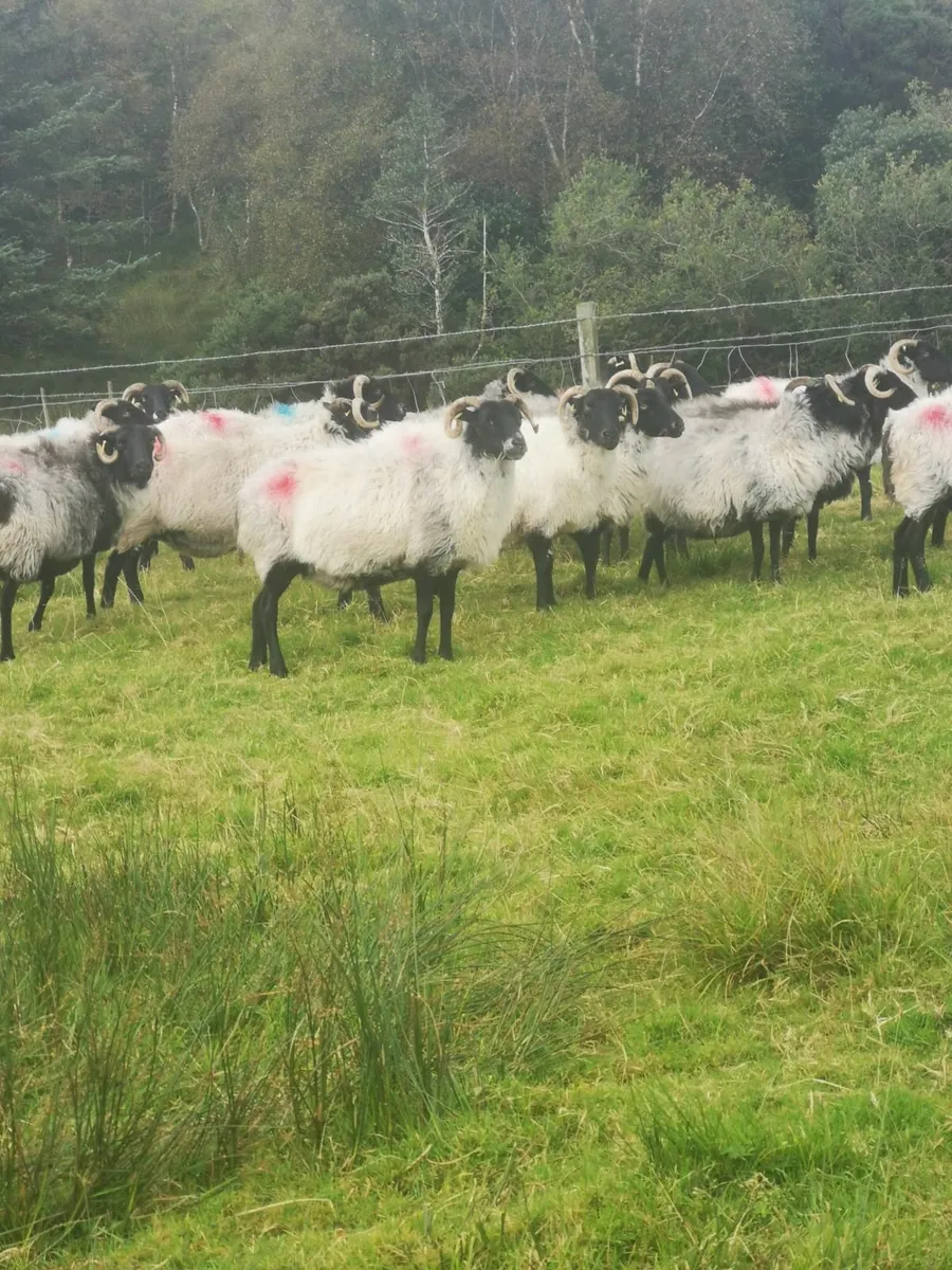 Mayo Blackface Mountain Ewes - Image 1