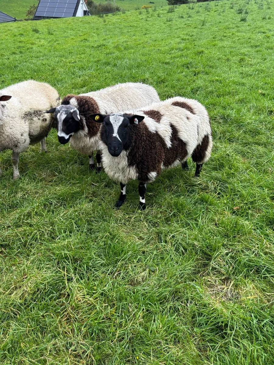 Dutch spotted pbnr ram lambs - Image 1