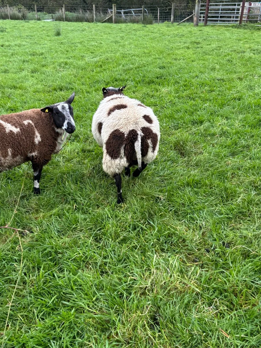 Dutch spotted pbnr ram lambs - Image 2