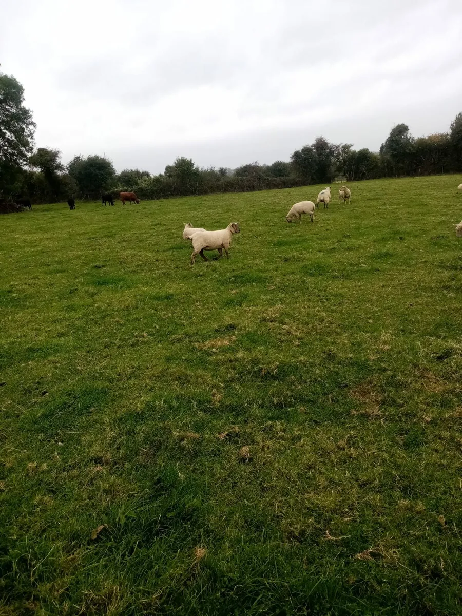 31Breeding ewes hoggets. and 200 ewe lambs. - Image 1