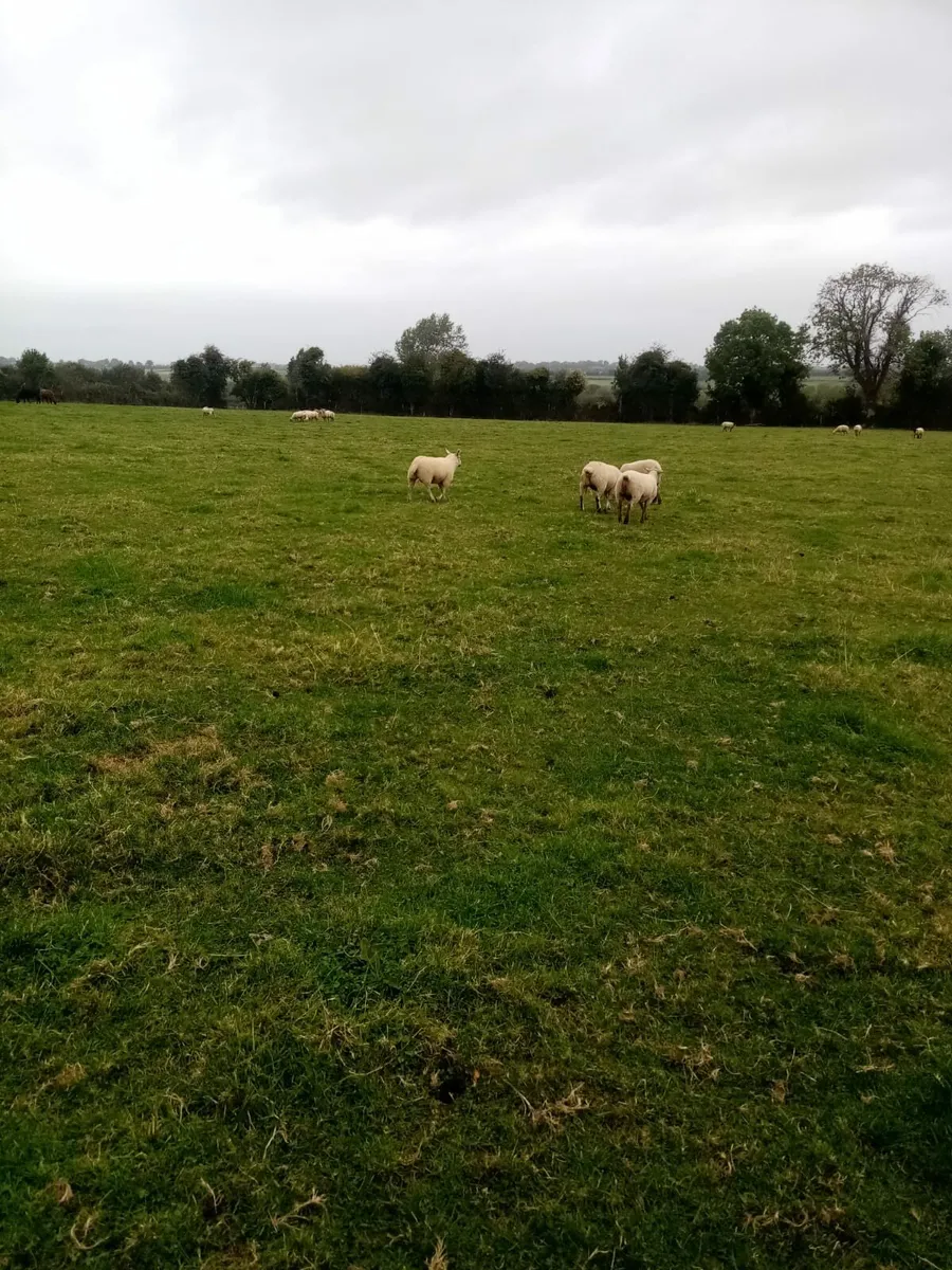 31Breeding ewes hoggets. and 200 ewe lambs. - Image 2