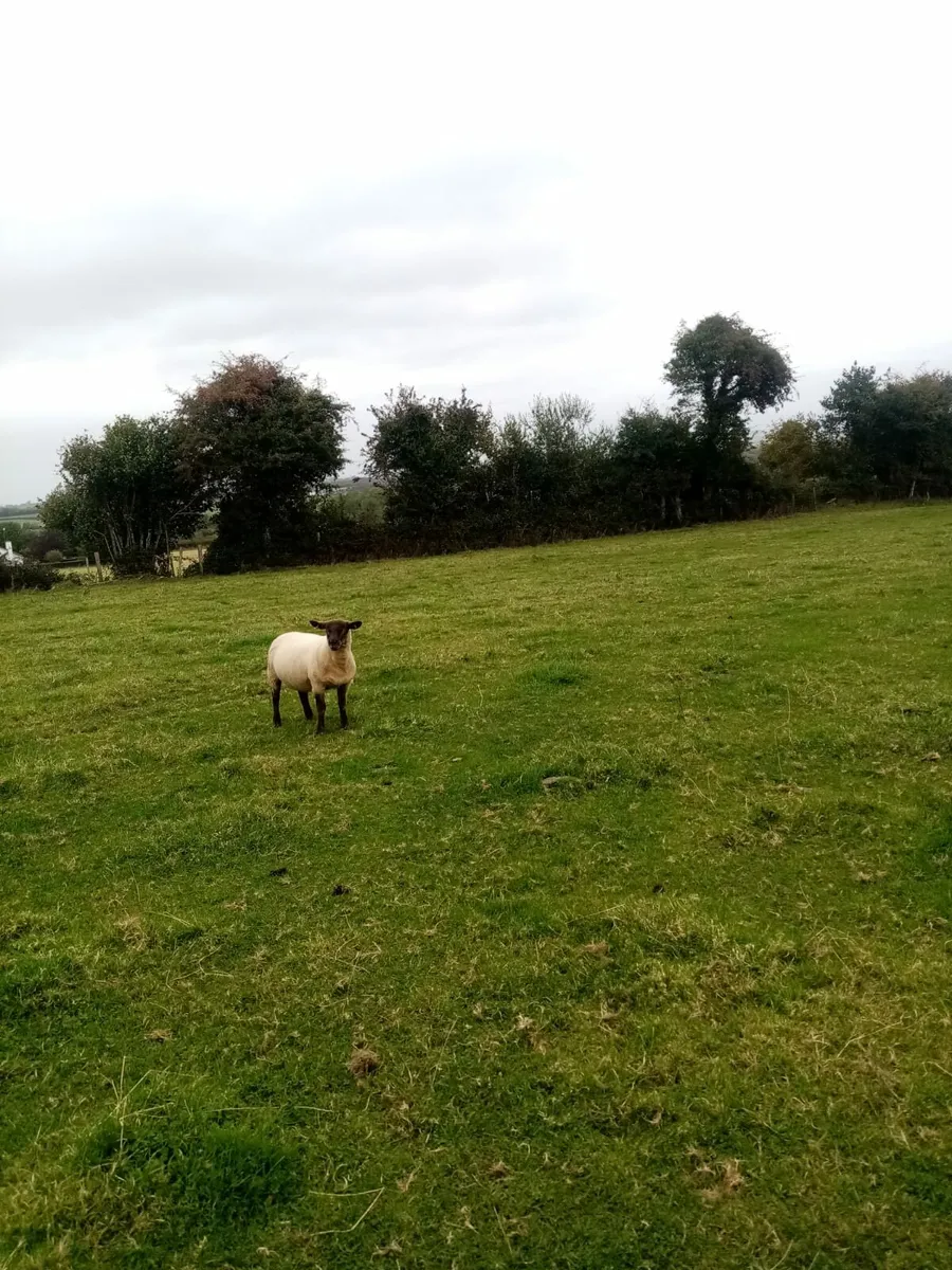 31Breeding ewes hoggets. and 200 ewe lambs. - Image 3
