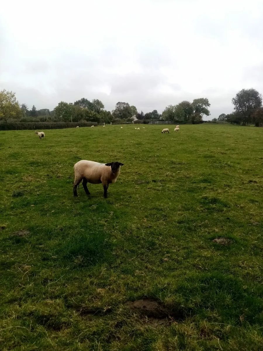31Breeding ewes hoggets. and 200 ewe lambs. - Image 4