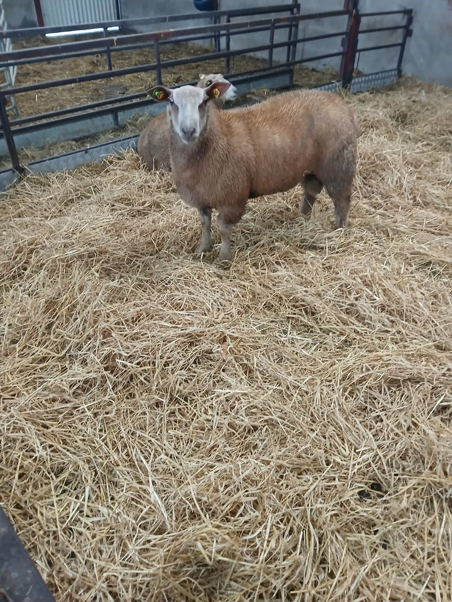 Sheep