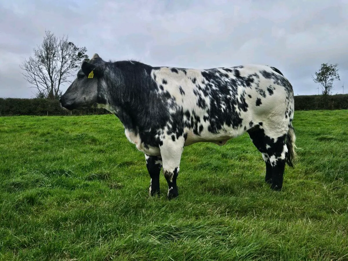 Breeding Heifers - Image 2