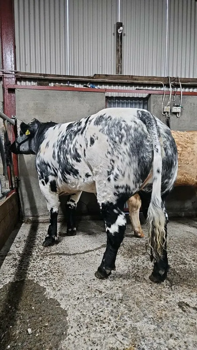 Breeding Heifers - Image 3