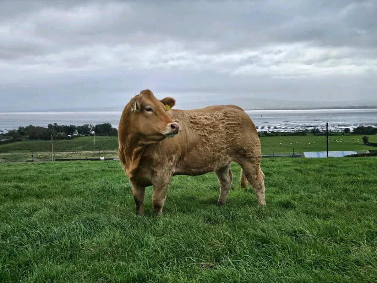 Breeding Heifers - Image 4