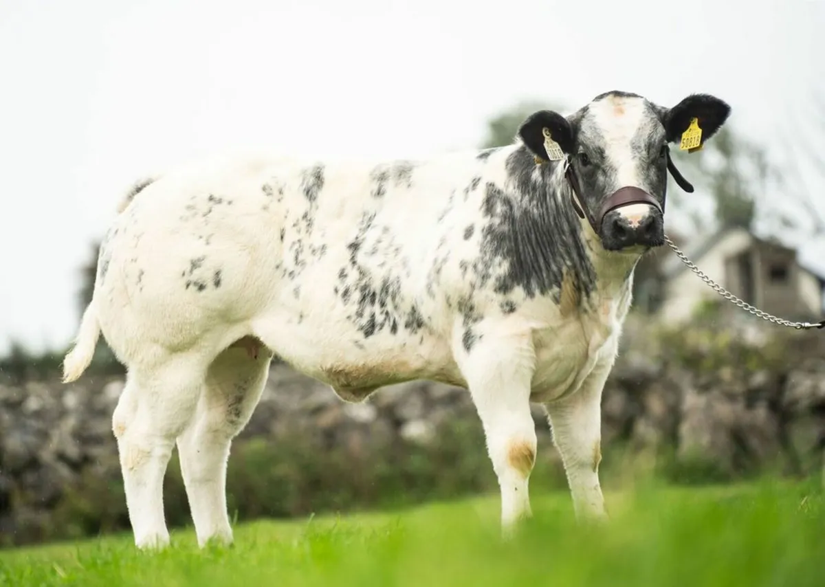 Belgian Blue Online Timed Auction - Image 1