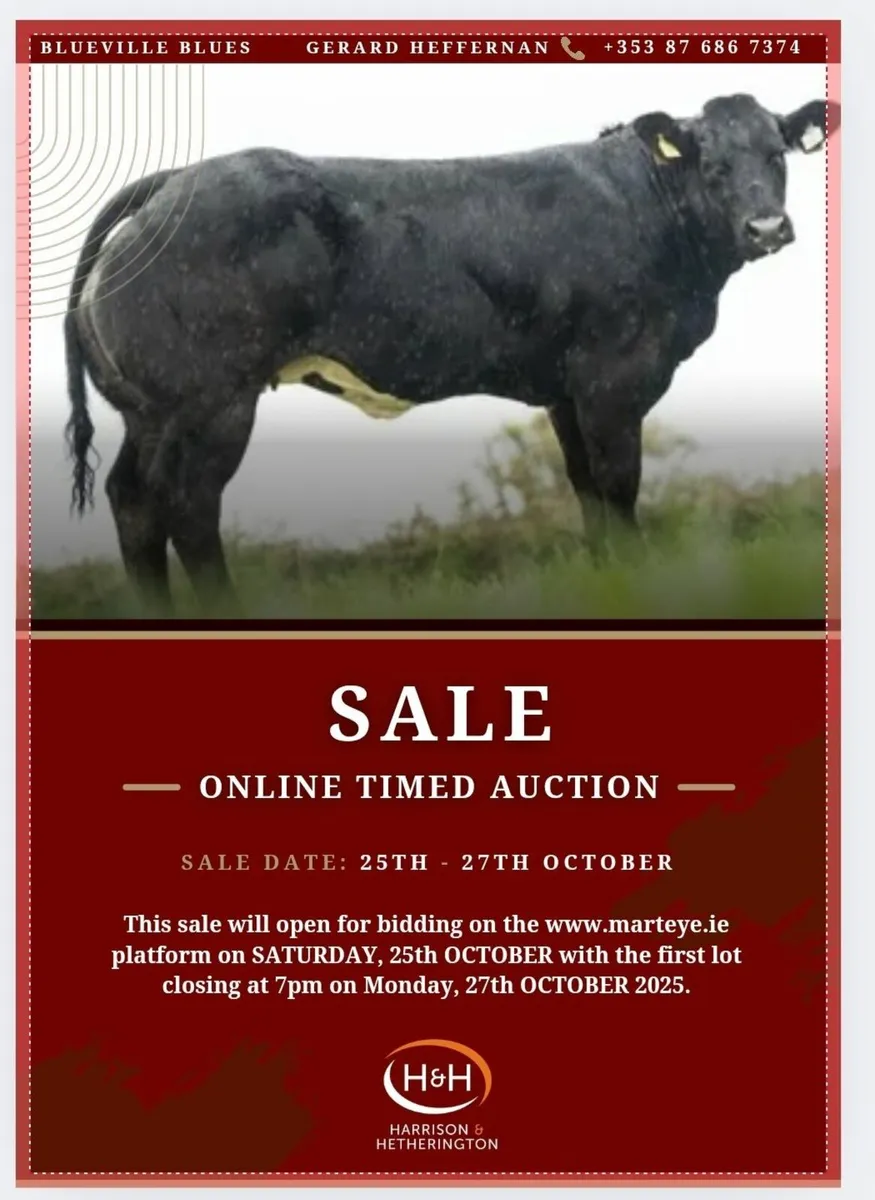 Belgian Blue Online Timed Auction - Image 3