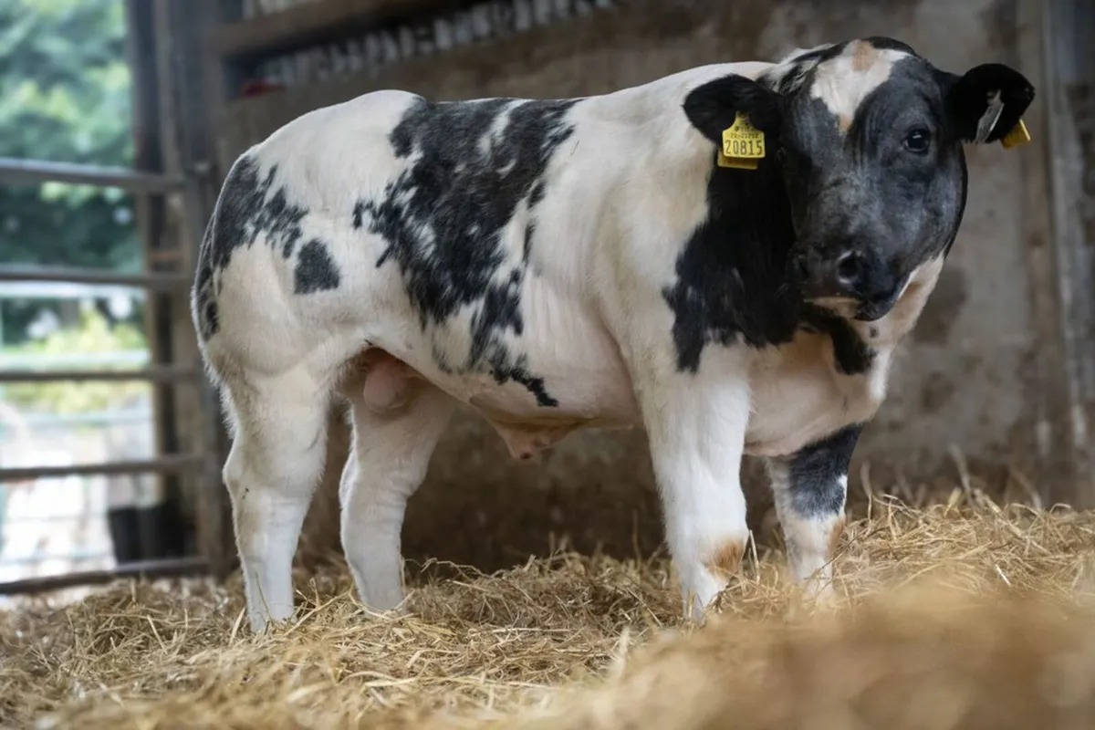 Belgian Blue Online Timed Auction - Image 4