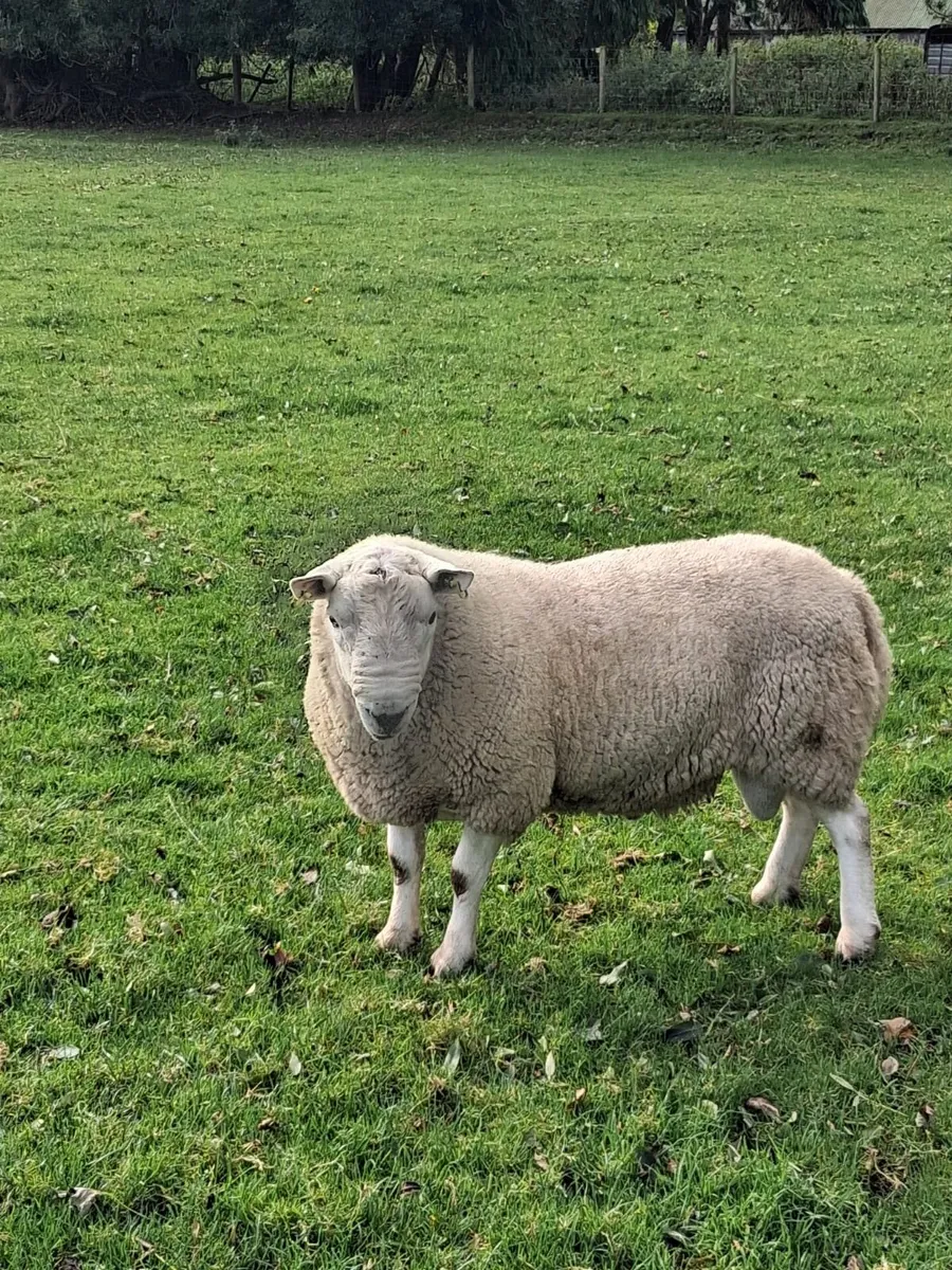 PBNR North Country Cheviot Ram - Image 1